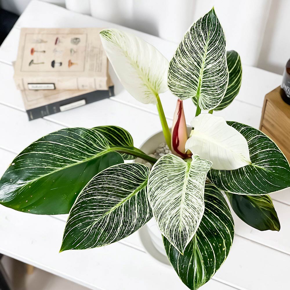 PLANCHU 観葉植物 フィロデンドロン バーキン 6号鉢 受け皿付き 育て方説明書付き Philodendron ‘Birkin’ アロイド