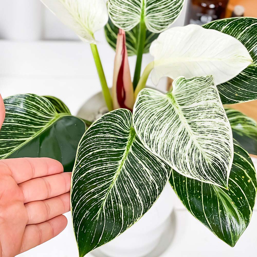 PLANCHU 観葉植物 フィロデンドロン バーキン 6号鉢 受け皿付き 育て方説明書付き Philodendron ‘Birkin’ アロイド