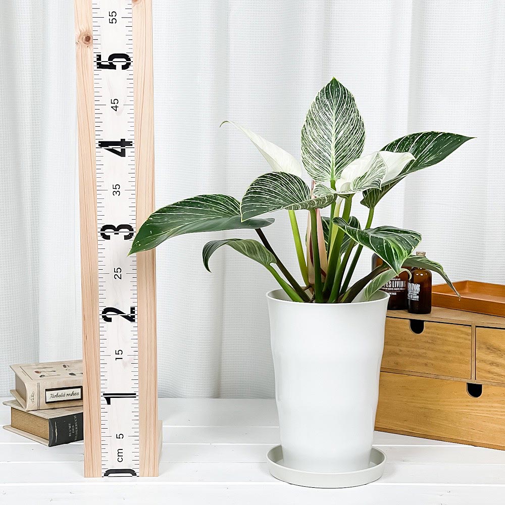 PLANCHU 観葉植物 フィロデンドロン バーキン 6号鉢 受け皿付き 育て方説明書付き Philodendron ‘Birkin’ アロイド