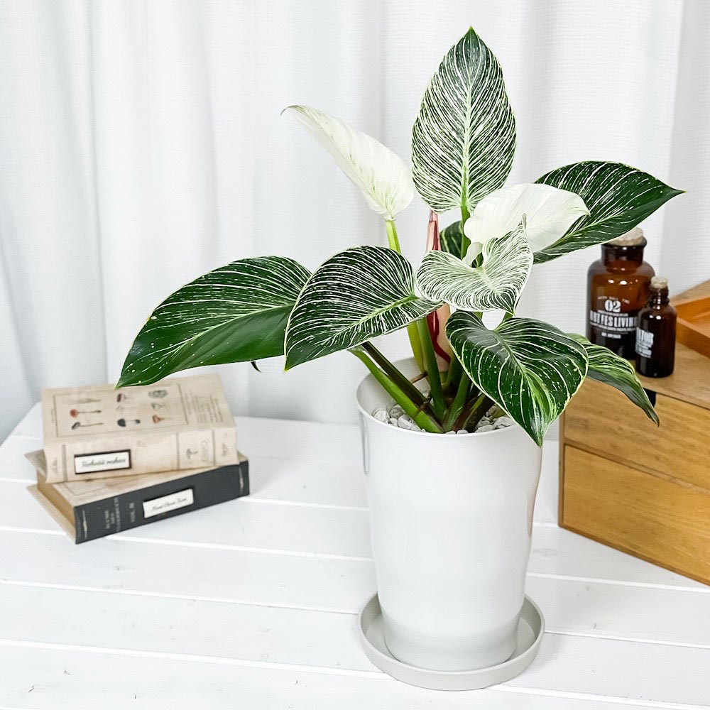 PLANCHU 観葉植物 フィロデンドロン バーキン 6号鉢 受け皿付き 育て方説明書付き Philodendron ‘Birkin’ アロイド