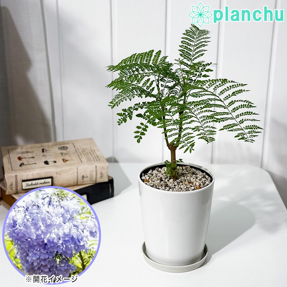 PLANCHU 観葉植物 ジャカランダ ミモシフォリア 4号鉢 受け皿付き 育て方説明書付き Jacaranda mimosifolia 熱帯花木 世界三大花木 紫雲木