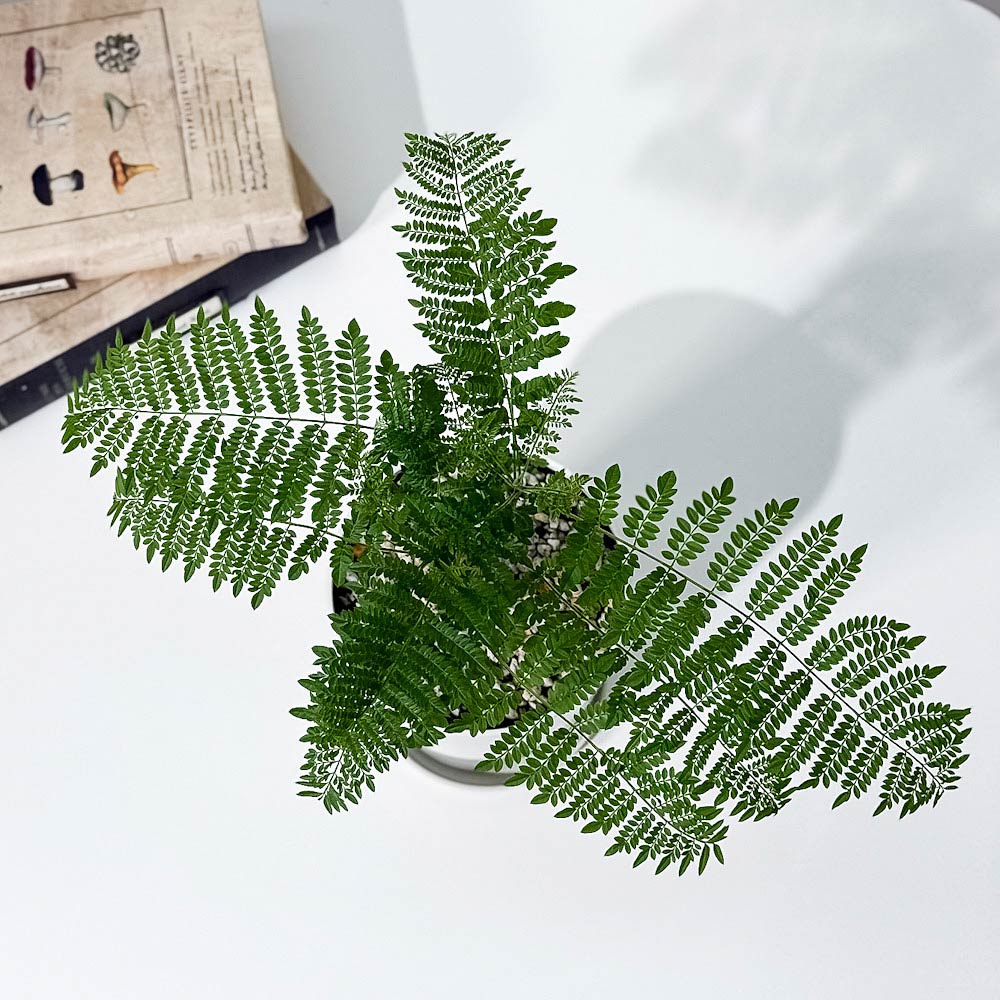 PLANCHU 観葉植物 ジャカランダ ミモシフォリア 4号鉢 受け皿付き 育て方説明書付き Jacaranda mimosifolia 熱帯花木 世界三大花木 紫雲木
