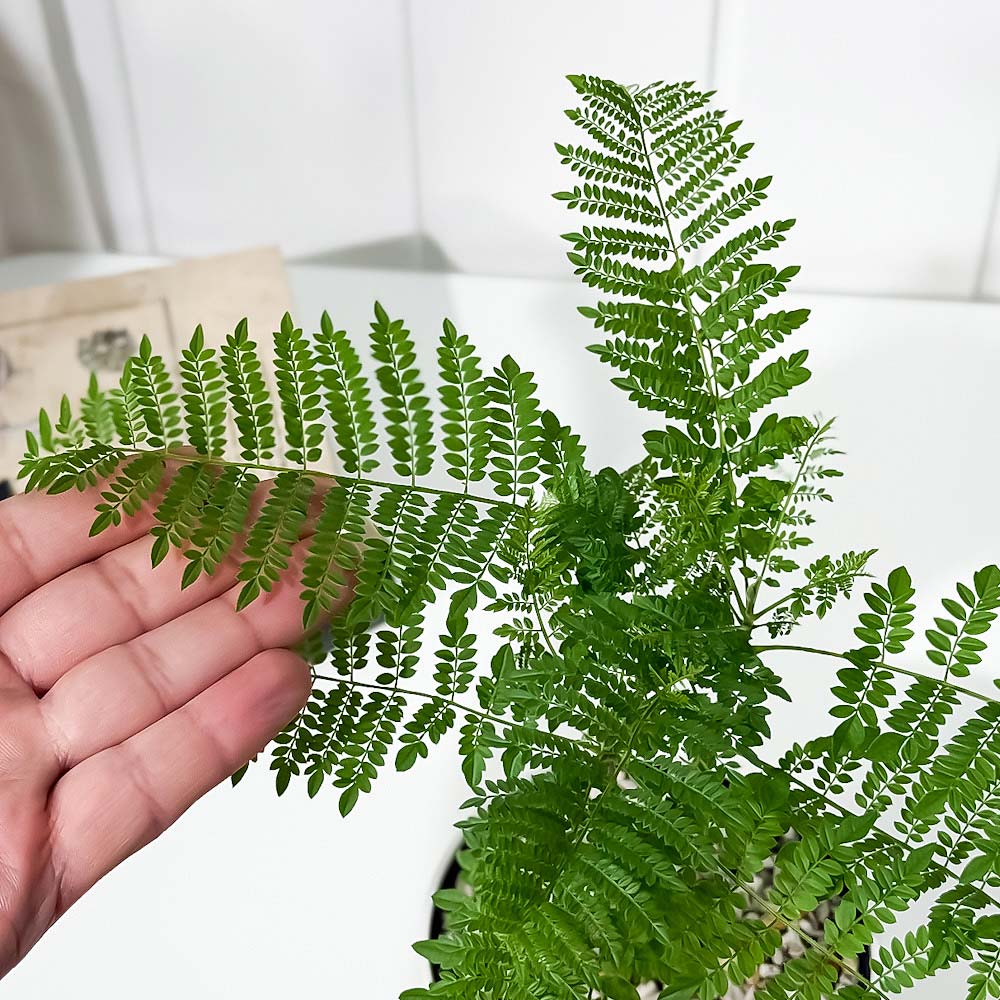 PLANCHU 観葉植物 ジャカランダ ミモシフォリア 4号鉢 受け皿付き 育て方説明書付き Jacaranda mimosifolia 熱帯花木 世界三大花木 紫雲木