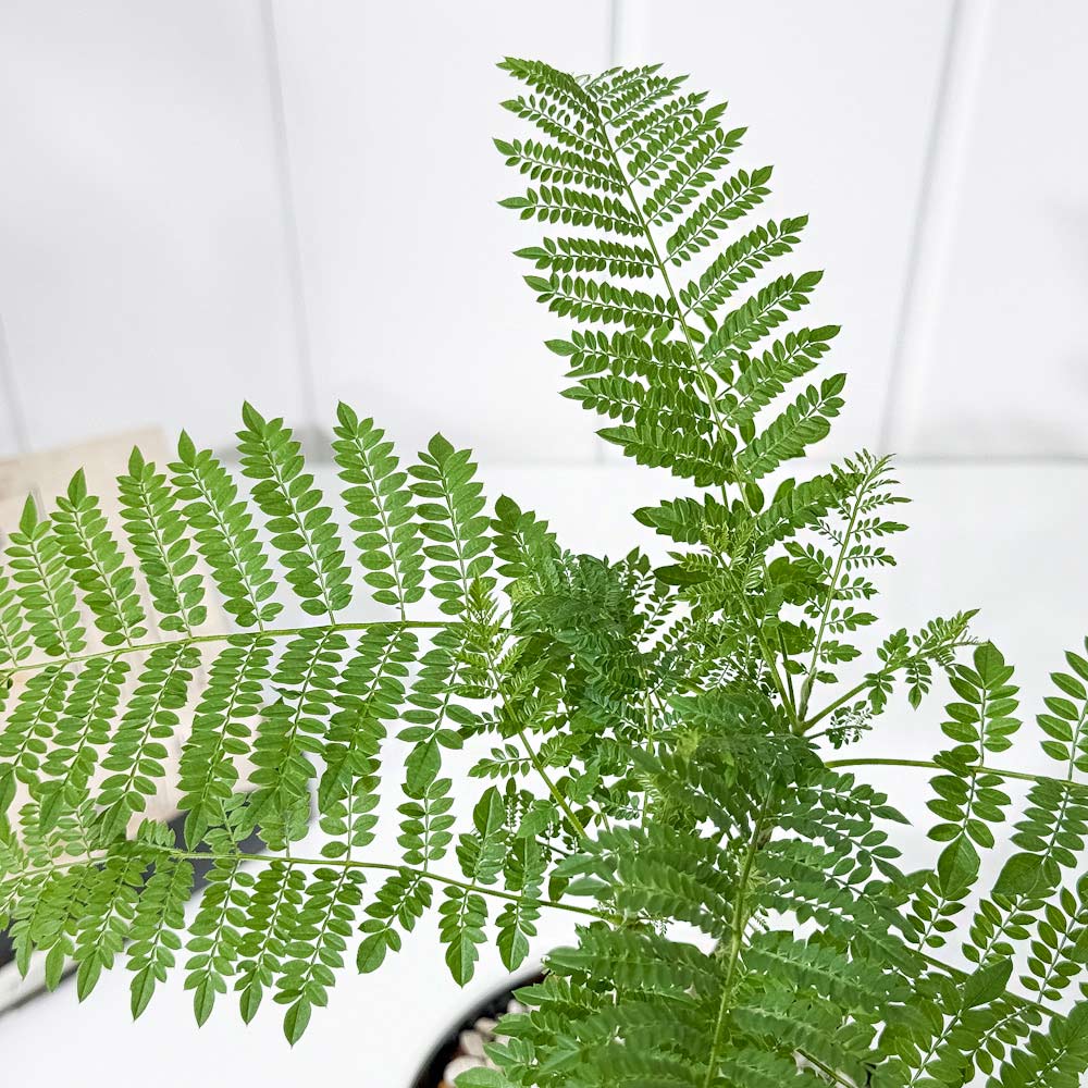 PLANCHU 観葉植物 ジャカランダ ミモシフォリア 4号鉢 受け皿付き 育て方説明書付き Jacaranda mimosifolia 熱帯花木 世界三大花木 紫雲木