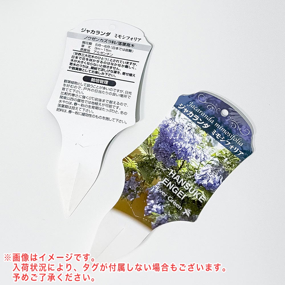 PLANCHU 観葉植物 ジャカランダ ミモシフォリア 4号鉢 受け皿付き 育て方説明書付き Jacaranda mimosifolia 熱帯花木 世界三大花木 紫雲木