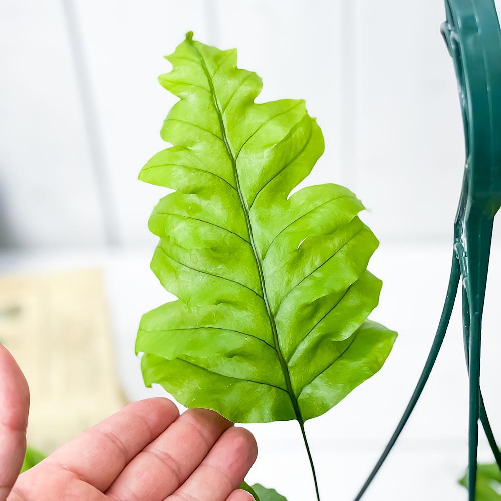 PLANCHU 観葉植物 フレボシア ニコラスダイヤモンド 5号吊り鉢 育て方説明書付き × Phlebosia ‘Nicolas Diamond’ フラボシア シダ