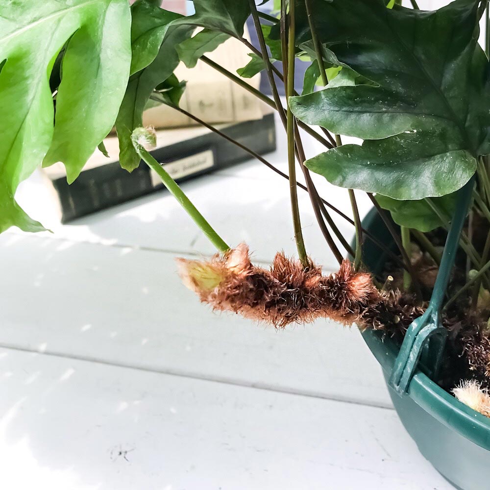 PLANCHU 観葉植物 フレボシア ニコラスダイヤモンド 5号吊り鉢 育て方説明書付き × Phlebosia ‘Nicolas Diamond’ フラボシア シダ