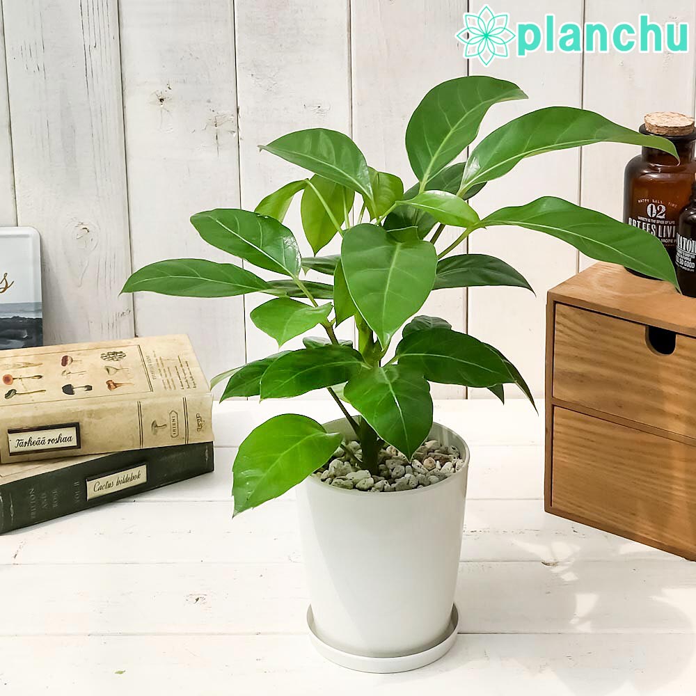 PLANCHU 観葉植物 シェフレラ アルパイン 4号鉢 受け皿付き 育て方説明