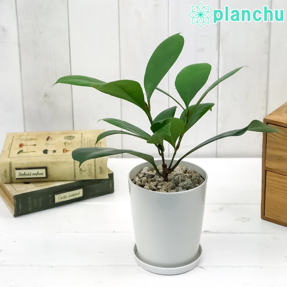 PLANCHU 観葉植物 フィカス キアティスティプラ 4号鉢 受け皿付き 育て方説明書付き Ficus cyathistipula ゴムノキ ゴムの木