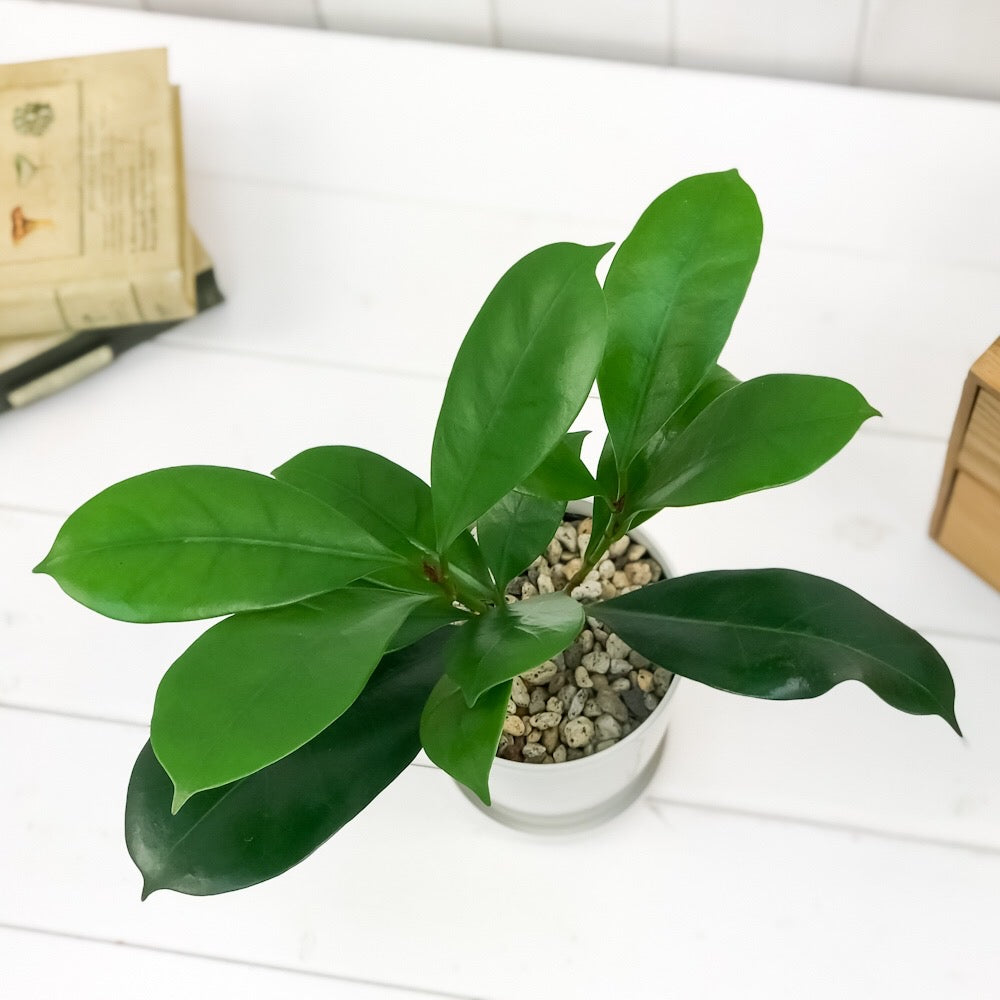PLANCHU 観葉植物 フィカス キアティスティプラ 4号鉢 受け皿付き 育て方説明書付き Ficus cyathistipula ゴムノキ ゴムの木