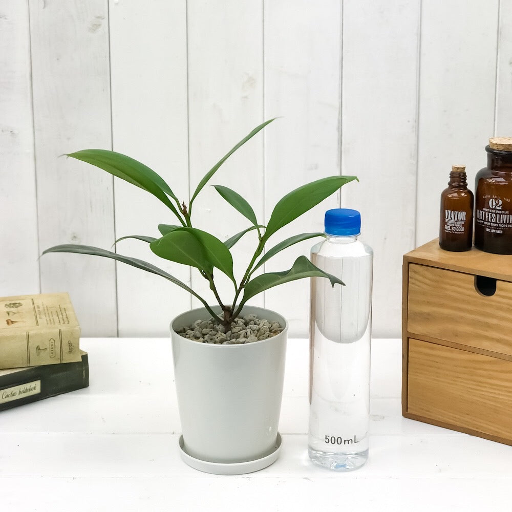 PLANCHU 観葉植物 フィカス キアティスティプラ 4号鉢 受け皿付き 育て方説明書付き Ficus cyathistipula ゴムノキ ゴムの木