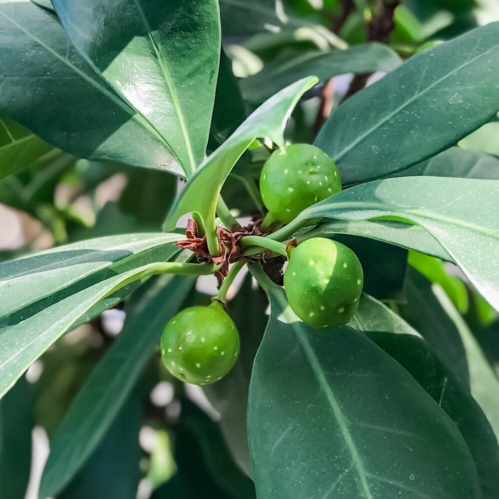 PLANCHU 観葉植物 フィカス キアティスティプラ 4号鉢 受け皿付き 育て方説明書付き Ficus cyathistipula ゴムノキ ゴムの木
