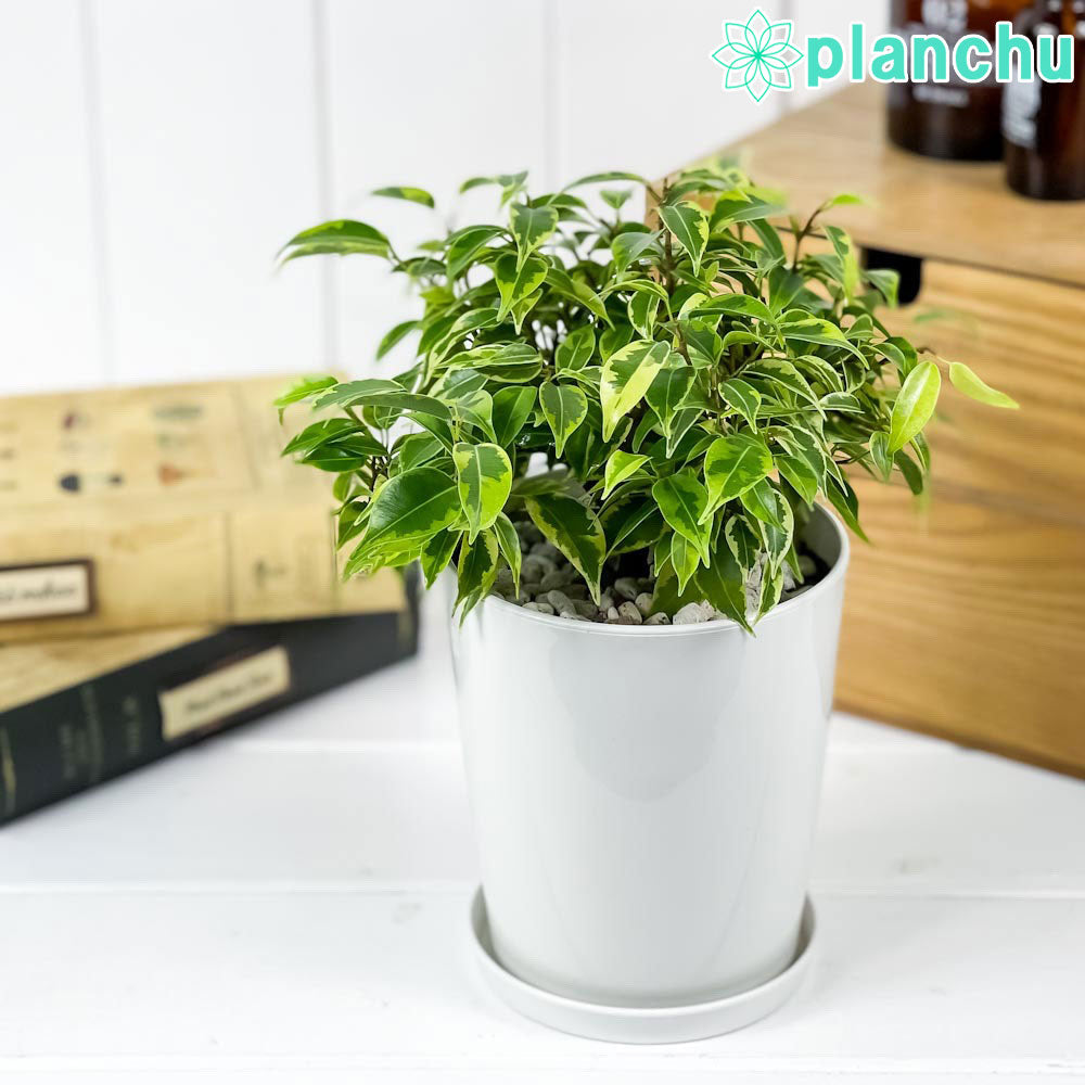PLANCHU 観葉植物 フィカス ベンジャミン ラブリー 4号鉢 受け皿付き 育て方説明書付き Ficus benjamina ‘Lovely’ 幸運を呼ぶ木