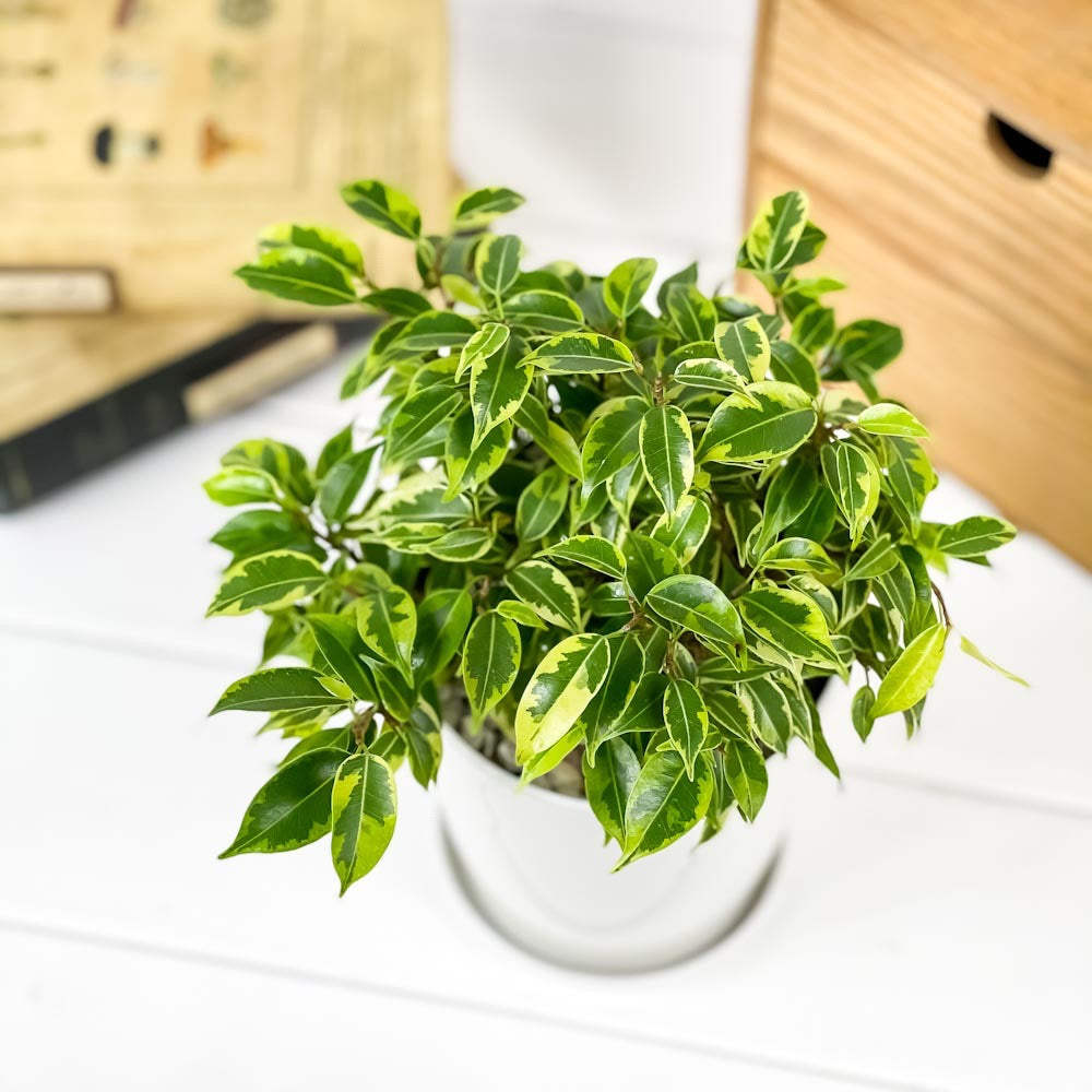 PLANCHU 観葉植物 フィカス ベンジャミン ラブリー 4号鉢 受け皿付き 育て方説明書付き Ficus benjamina ‘Lovely’ 幸運を呼ぶ木