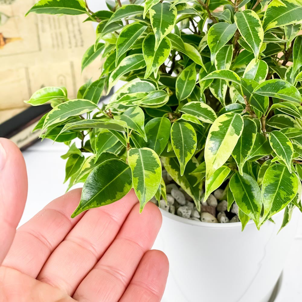 PLANCHU 観葉植物 フィカス ベンジャミン ラブリー 4号鉢 受け皿付き 育て方説明書付き Ficus benjamina ‘Lovely’ 幸運を呼ぶ木
