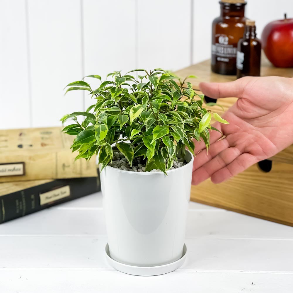 PLANCHU 観葉植物 フィカス ベンジャミン ラブリー 4号鉢 受け皿付き 育て方説明書付き Ficus benjamina ‘Lovely’ 幸運を呼ぶ木