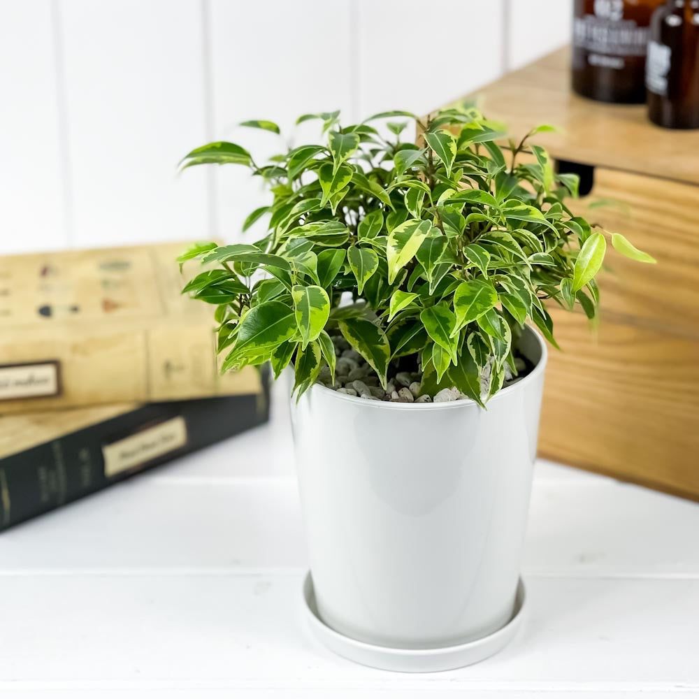 PLANCHU 観葉植物 フィカス ベンジャミン ラブリー 4号鉢 受け皿付き 育て方説明書付き Ficus benjamina ‘Lovely’ 幸運を呼ぶ木