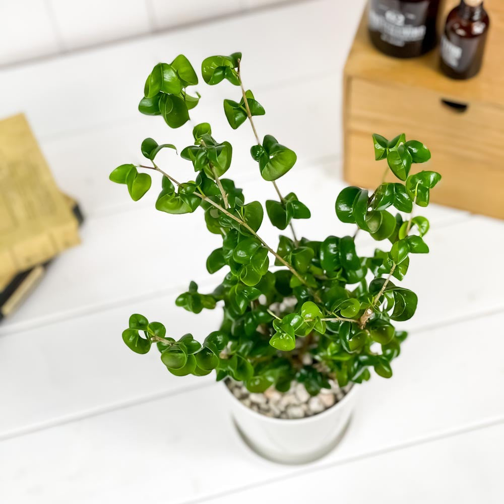 PLANCHU 観葉植物 フィカス ベンジャミン バロック 4号鉢 受け皿付き 育て方説明書付き Ficus benjamina ‘Barok’ 幸運を呼ぶ木 ゴムノキ ゴムの木