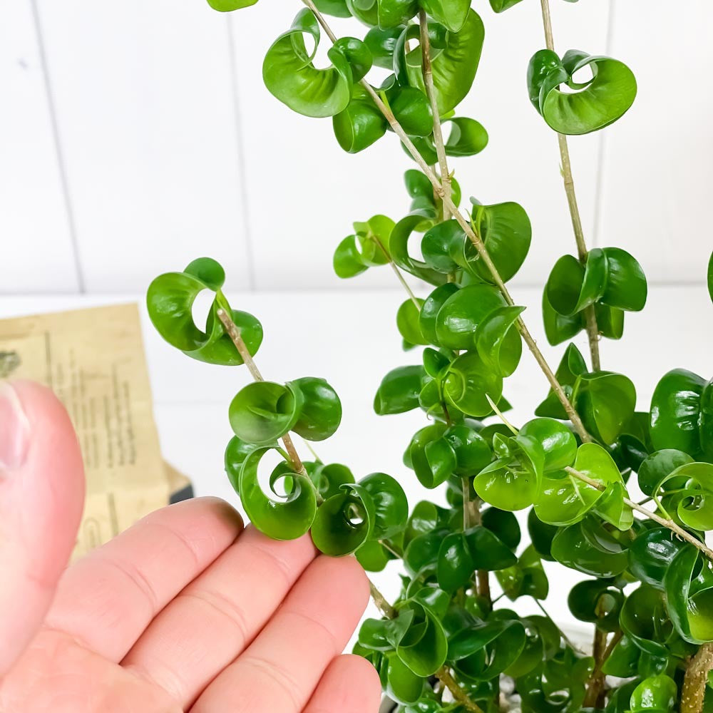 PLANCHU 観葉植物 フィカス ベンジャミン バロック 4号鉢 受け皿付き 育て方説明書付き Ficus benjamina ‘Barok’ 幸運を呼ぶ木 ゴムノキ ゴムの木