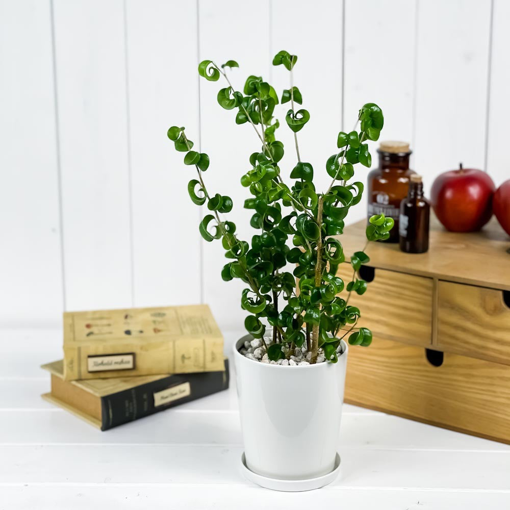 PLANCHU 観葉植物 フィカス ベンジャミン バロック 4号鉢 受け皿付き 育て方説明書付き PVP Ficus benjamina ‘Barok’ 幸運を呼ぶ木 ゴムノキ ゴムの木