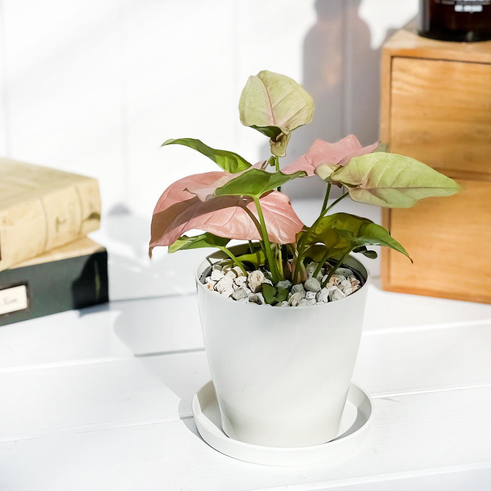 PLANCHU 観葉植物 シンゴニウム ネオン 3.5号鉢 受け皿付き 育て方説明書付き Syngonium podophyllum ‘Neon’ アロイド