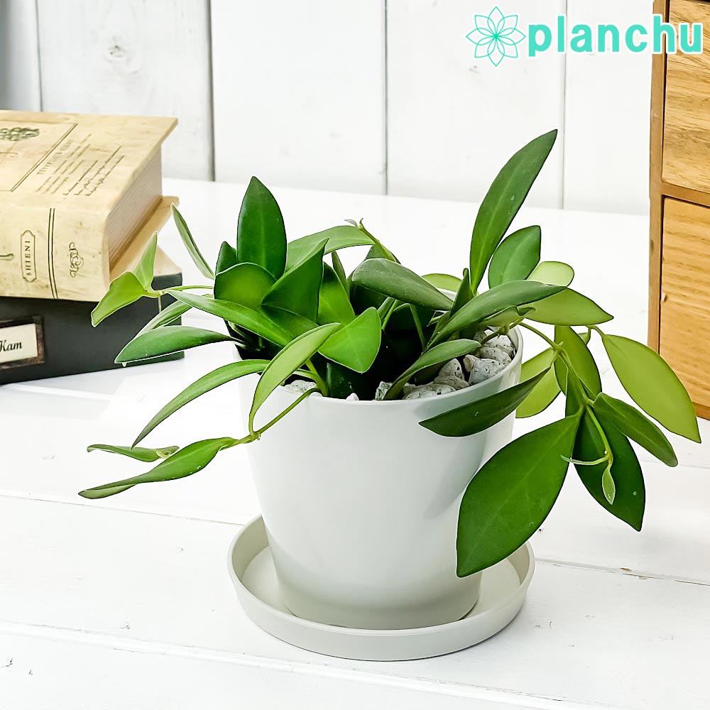 PLANCHU 観葉植物 ホヤ ザンバレス 3.5号鉢 受け皿付き 育て方説明書