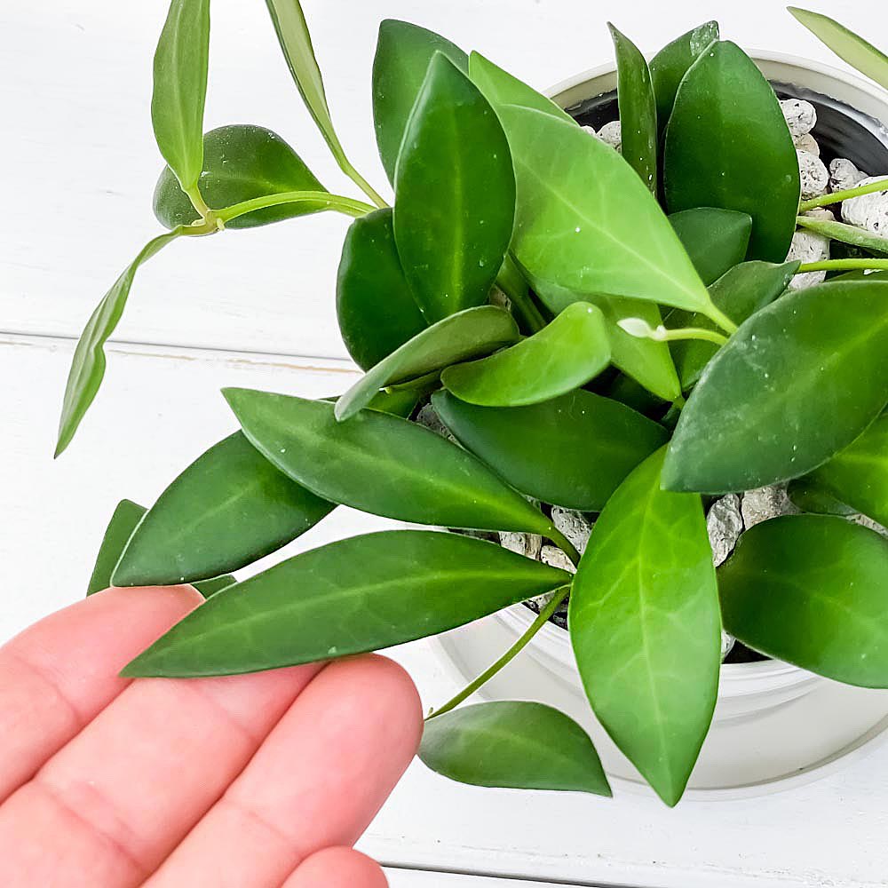 PLANCHU 観葉植物 ホヤ ザンバレス 3.5号鉢 受け皿付き 育て方説明書付き Hoya zambales ガガイモ サクララン 桜蘭