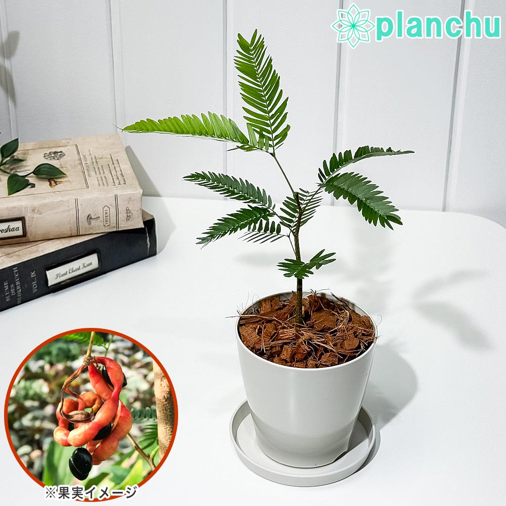 PLANCHU 観葉植物 エバーフレッシュ 3.5号鉢 受け皿付き 育て方説明書