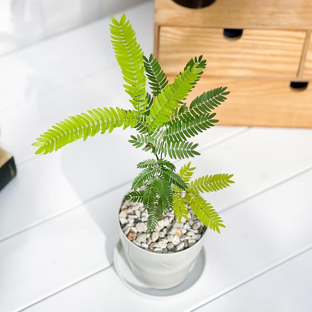 PLANCHU 観葉植物 エバーフレッシュ 3.5号鉢 受け皿付き 育て方説明書付き Cojoba arborea var. angustifolia ネムノキ