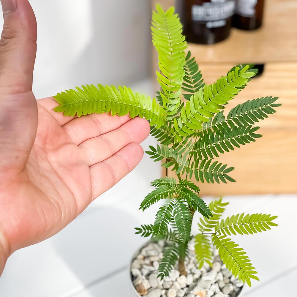 PLANCHU 観葉植物 エバーフレッシュ 3.5号鉢 受け皿付き 育て方説明書付き Cojoba arborea var. angustifolia ネムノキ