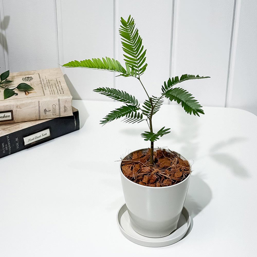 PLANCHU 観葉植物 エバーフレッシュ 3.5号鉢 受け皿付き 育て方説明書付き Cojoba arborea var. angustifolia ネムノキ
