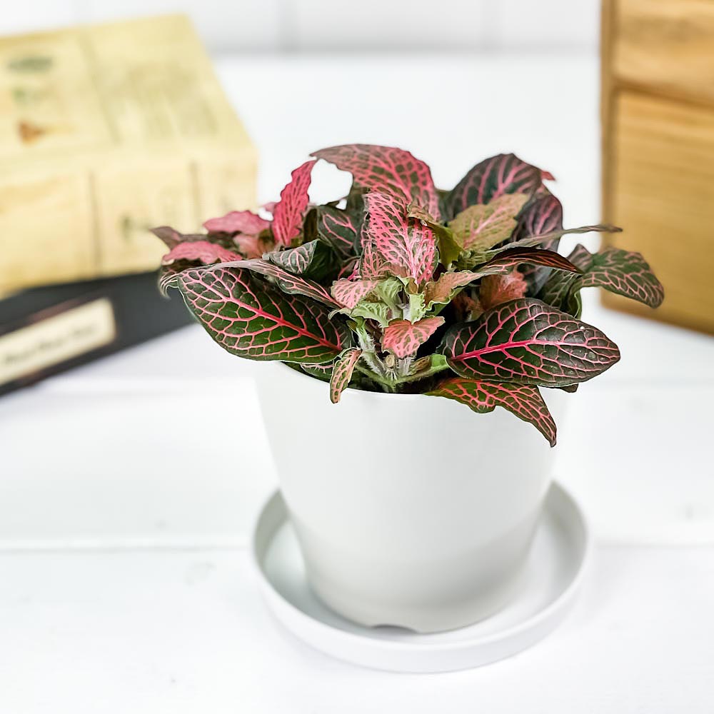 PLANCHU 観葉植物 フィットニア おまかせ レッド系 3.5号鉢 受け皿付き 育て方説明書付き Fittonia albivenis cv. アミメグサ