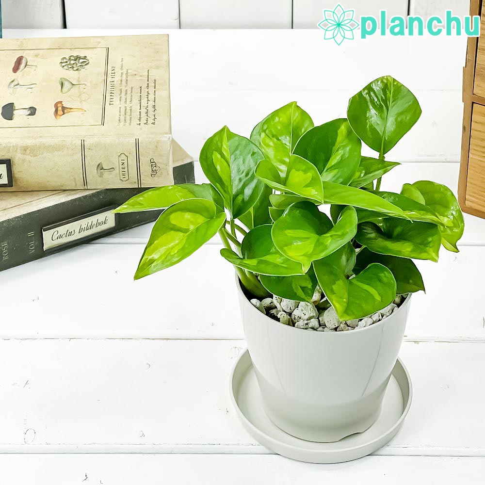 PLANCHU 観葉植物 ポトス グローバルグリーン 3.5号鉢 受け皿付き 育て方説明書付き PVP Epipremnum aureum ‘Global Green’ エピプレムナム アロイド