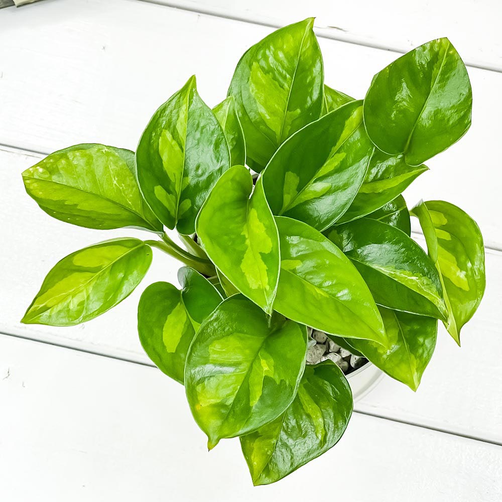 PLANCHU 観葉植物 ポトス グローバルグリーン 3.5号鉢 3鉢セット 受け皿付き 育て方説明書付き PVP Epipremnum aureum ‘Global Green’ エピプレムナム アロイド