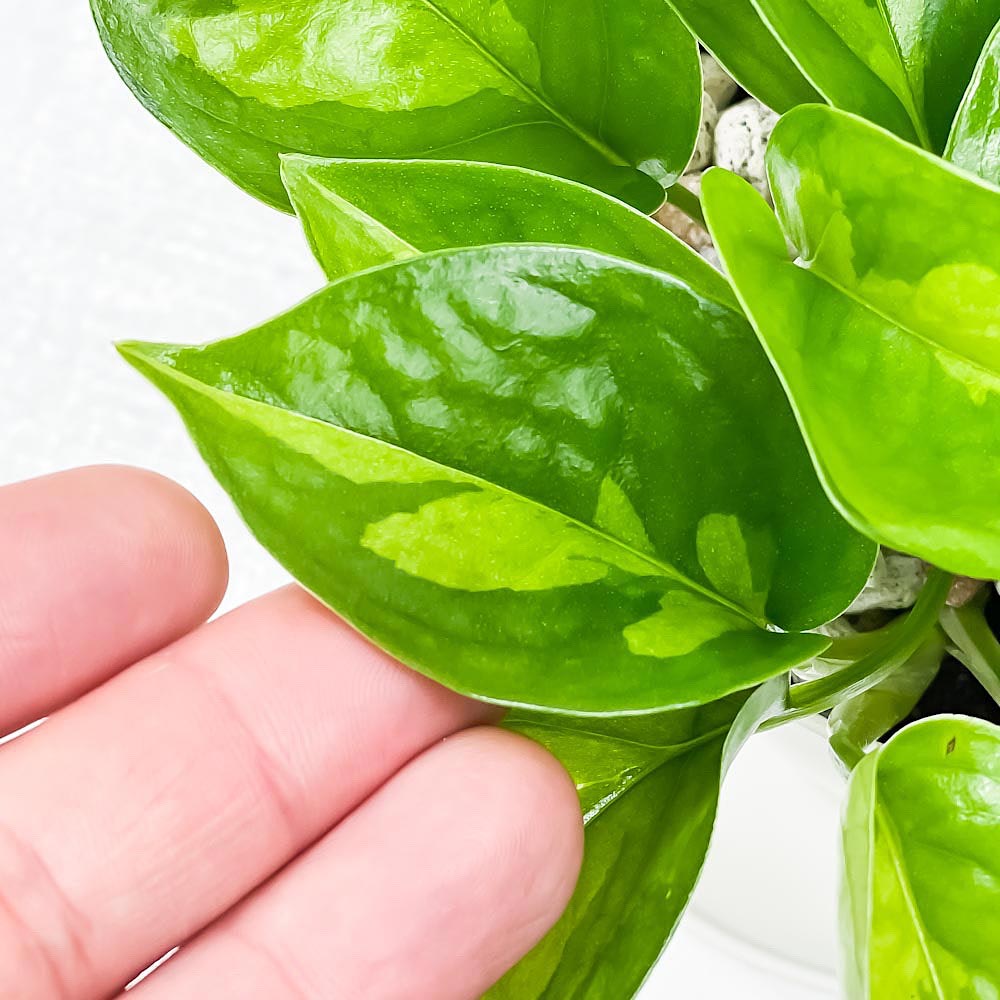 PLANCHU 観葉植物 ポトス グローバルグリーン 3.5号鉢 受け皿付き 育て方説明書付き PVP Epipremnum aureum ‘Global Green’ エピプレムナム アロイド