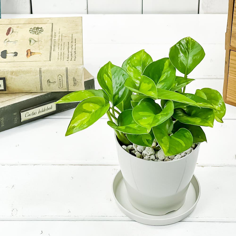 PLANCHU 観葉植物 ポトス グローバルグリーン 3.5号鉢 受け皿付き 育て方説明書付き PVP Epipremnum aureum ‘Global Green’ エピプレムナム アロイド