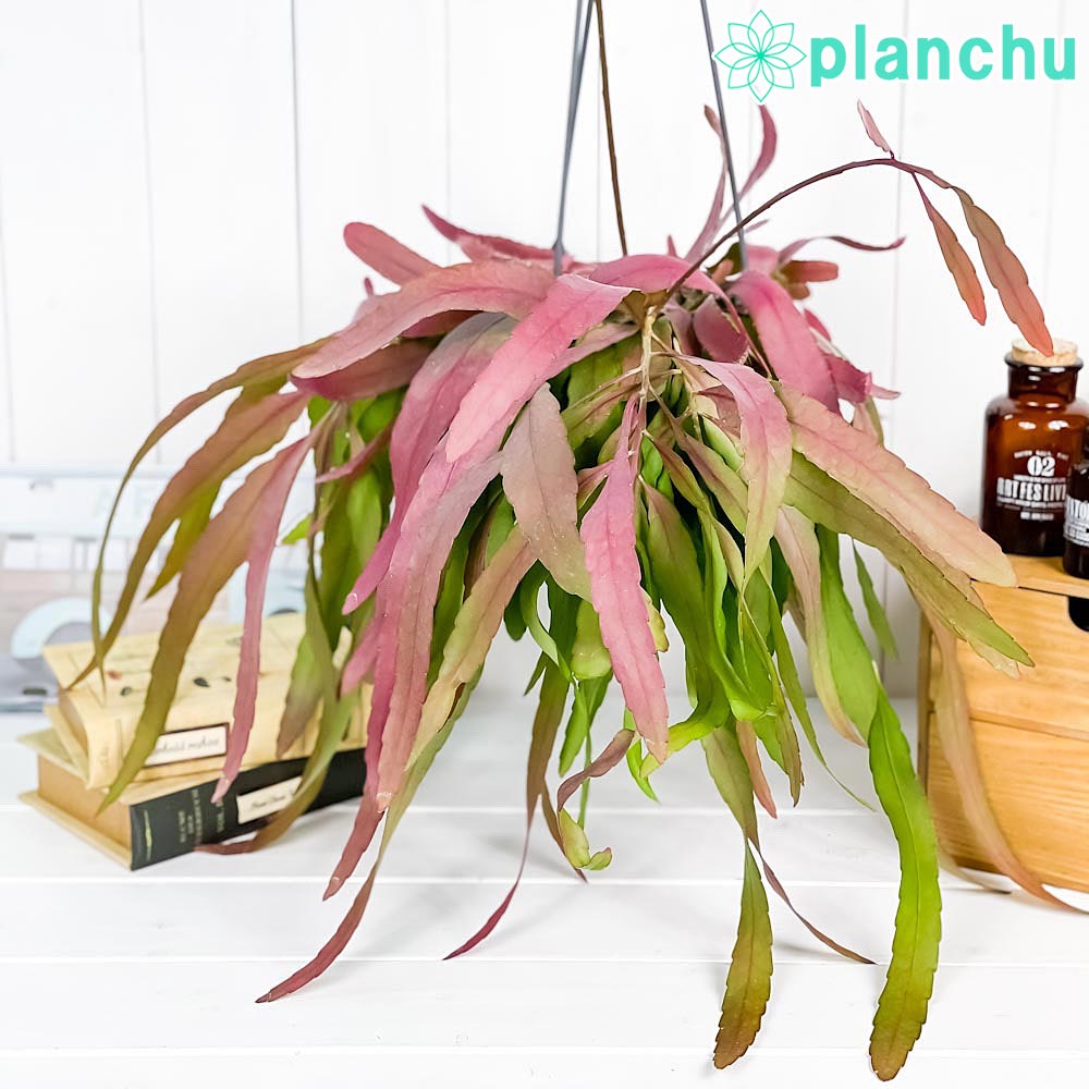 PLANCHU 観葉植物 プセウドリプサリス ラムローサ 5号吊り鉢 Pseudorhipsalis ramulosa サボテン 森林性サボテン