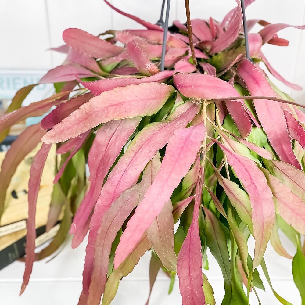 PLANCHU 観葉植物 プセウドリプサリス ラムローサ 5号吊り鉢 Pseudorhipsalis ramulosa サボテン 森林性サボテン