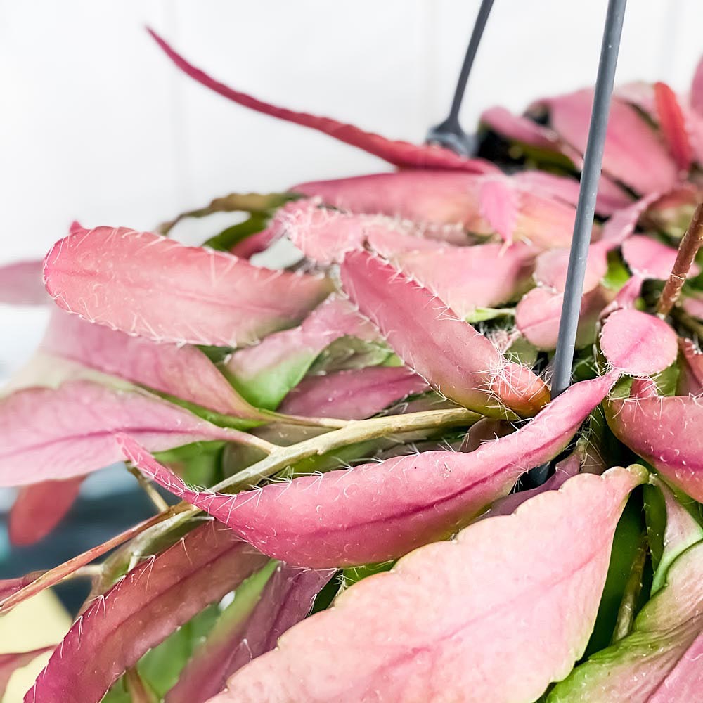 PLANCHU 観葉植物 プセウドリプサリス ラムローサ 5号吊り鉢 Pseudorhipsalis ramulosa サボテン 森林性サボテン