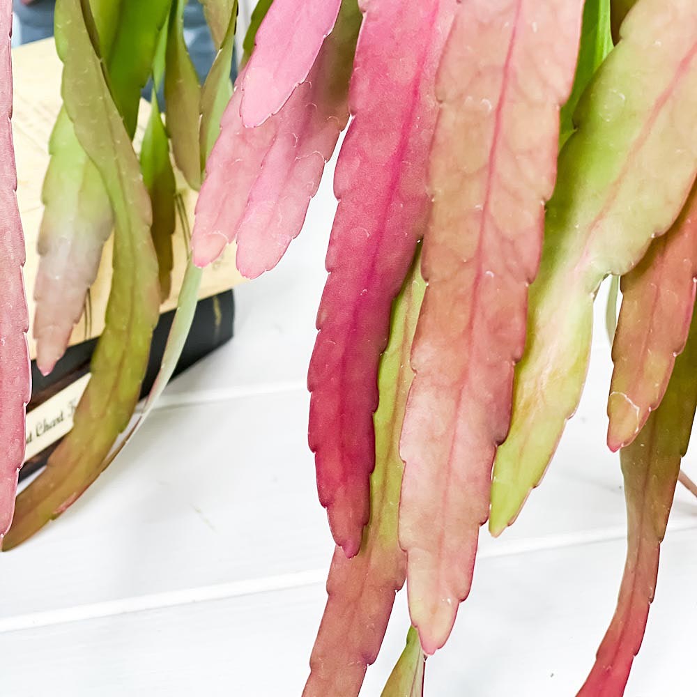 PLANCHU 観葉植物 プセウドリプサリス ラムローサ 5号吊り鉢 Pseudorhipsalis ramulosa サボテン 森林性サボテン