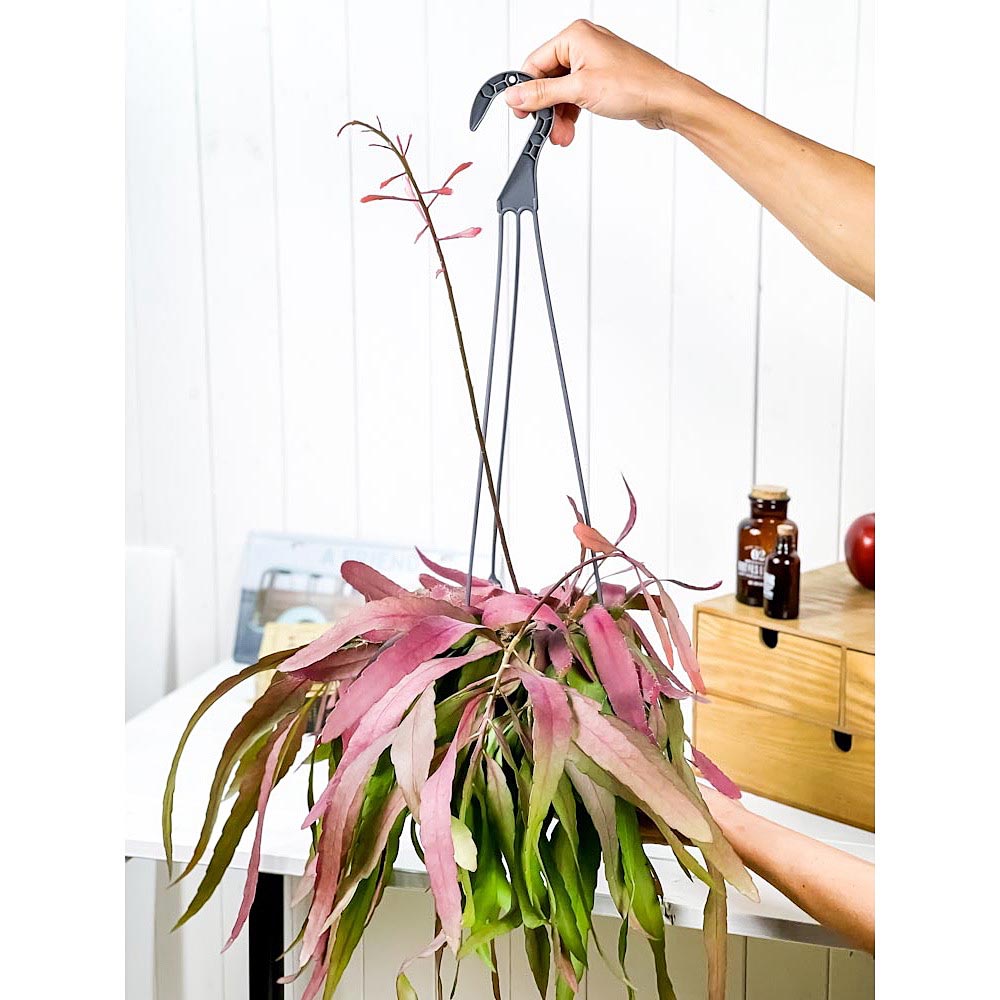 PLANCHU 観葉植物 プセウドリプサリス ラムローサ 5号吊り鉢 Pseudorhipsalis ramulosa サボテン 森林性サボテン