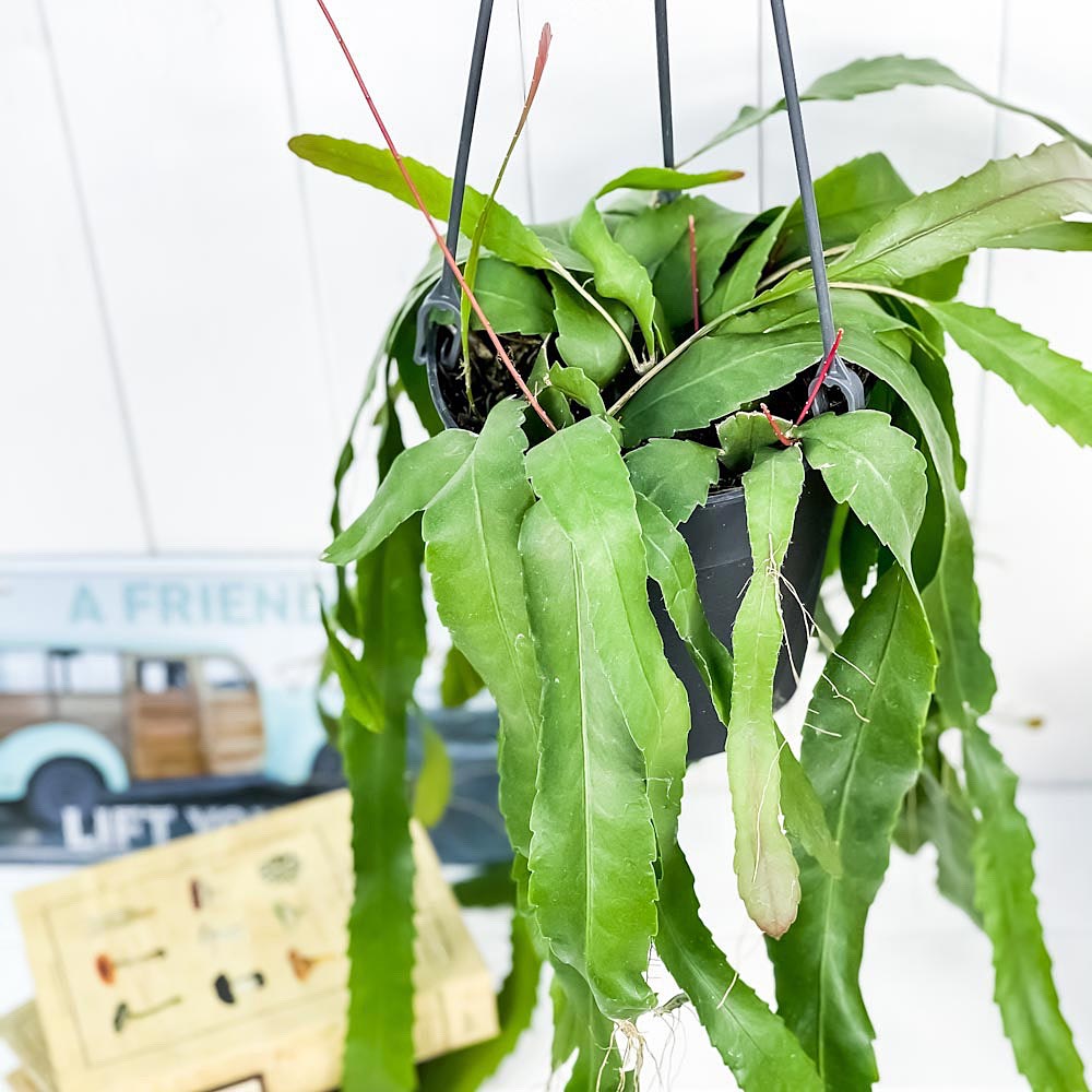 PLANCHU 観葉植物 レピスミウム ホーレティアナム 5号吊り鉢 Lepismium houlletianum 森林性サボテン