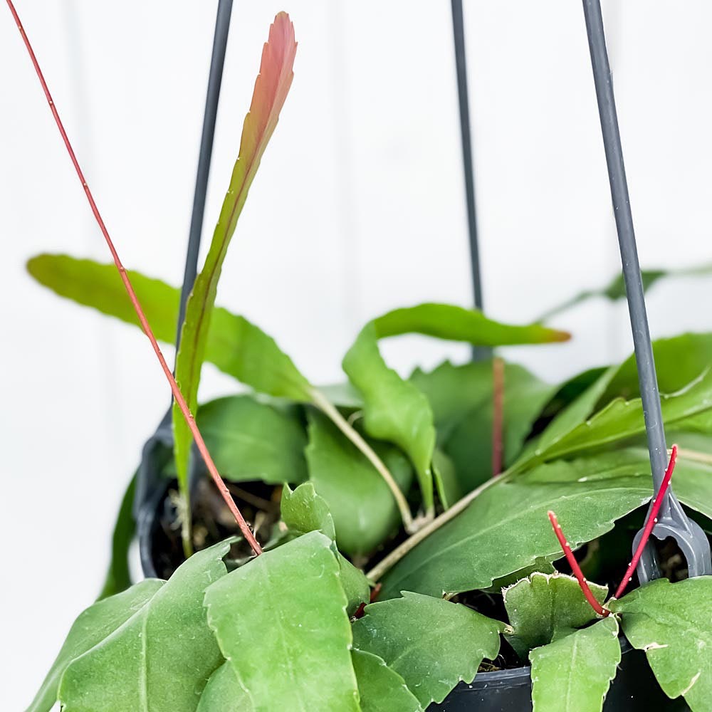 PLANCHU 観葉植物 レピスミウム ホーレティアナム 5号吊り鉢 Lepismium houlletianum 森林性サボテン