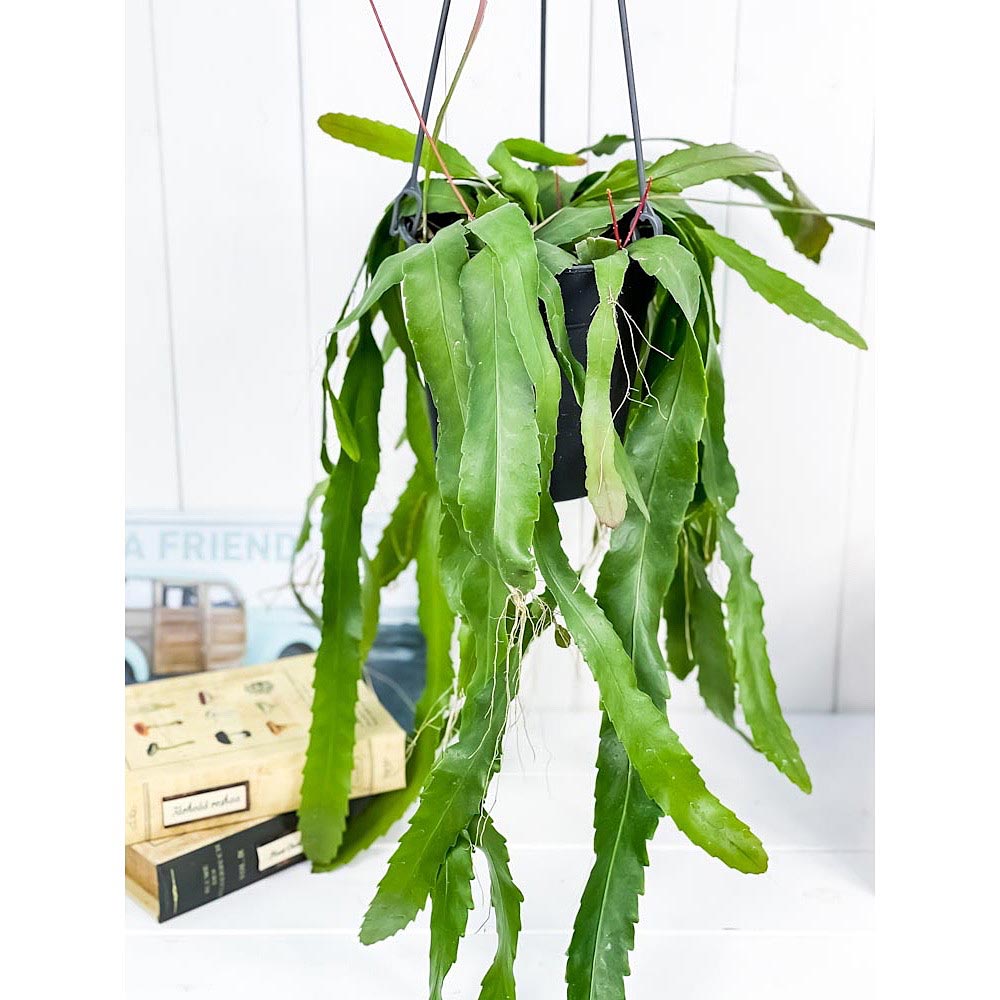 PLANCHU 観葉植物 レピスミウム ホーレティアナム 5号吊り鉢 Lepismium houlletianum 森林性サボテン