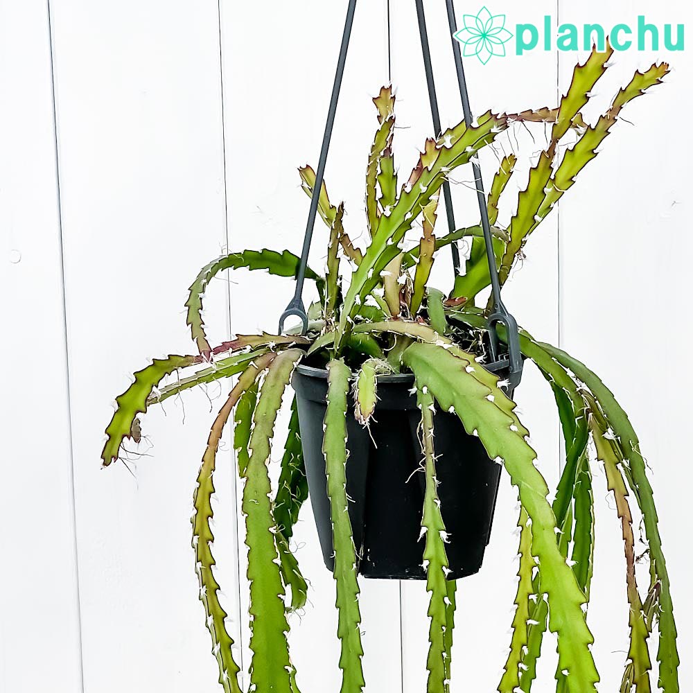 PLANCHU 観葉植物 レピスミウム クルシフォルメ 4号吊り鉢 Lepismium cruciforme 森林性サボテン