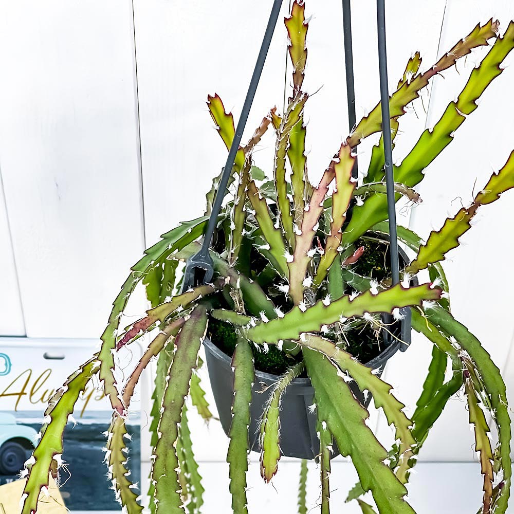 PLANCHU 観葉植物 レピスミウム クルシフォルメ 4号吊り鉢 Lepismium cruciforme 森林性サボテン