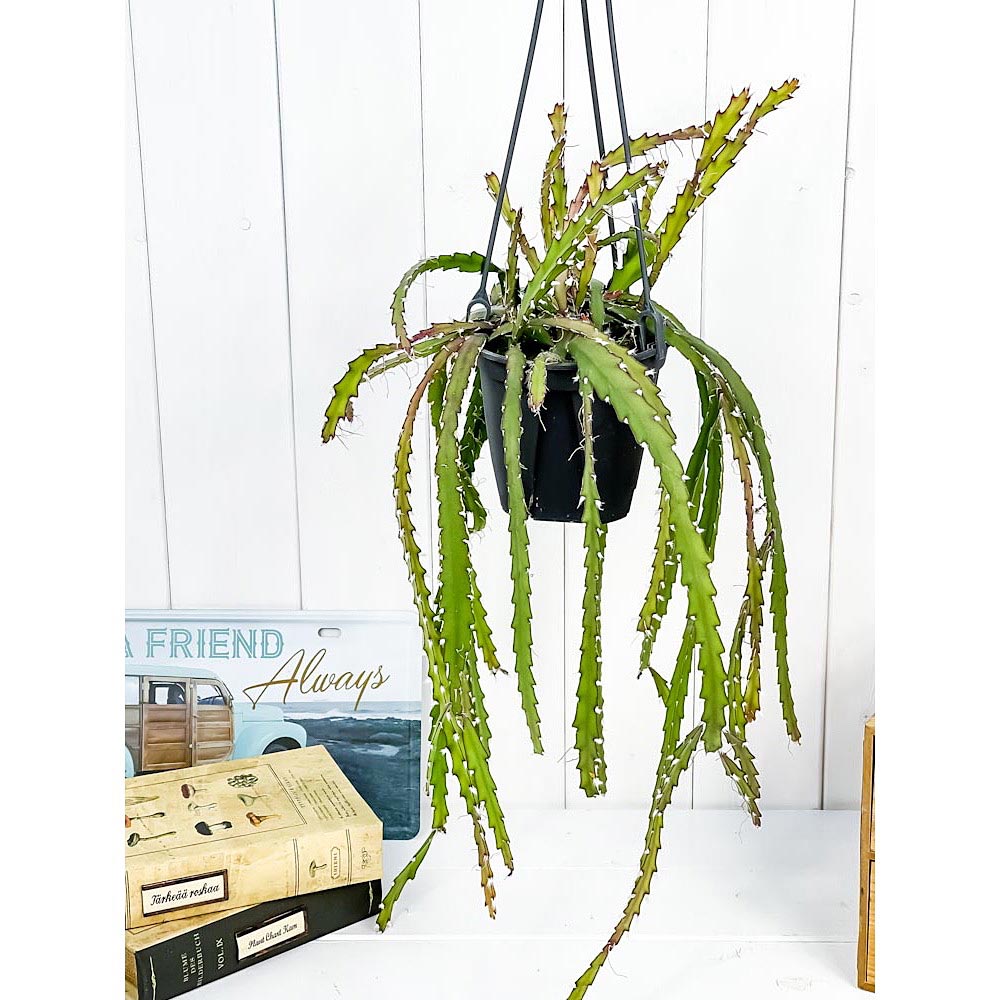 PLANCHU 観葉植物 レピスミウム クルシフォルメ 4号吊り鉢 Lepismium cruciforme 森林性サボテン