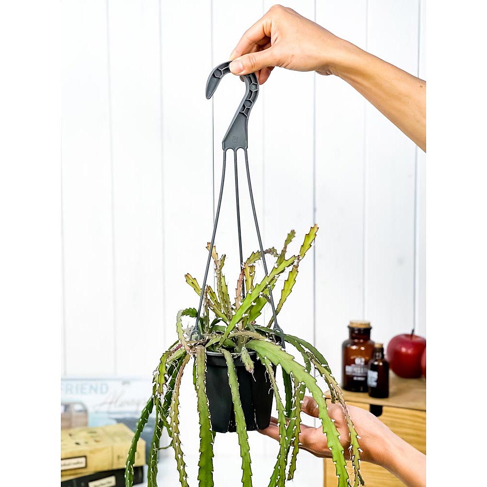 PLANCHU 観葉植物 レピスミウム クルシフォルメ 4号吊り鉢 Lepismium cruciforme 森林性サボテン