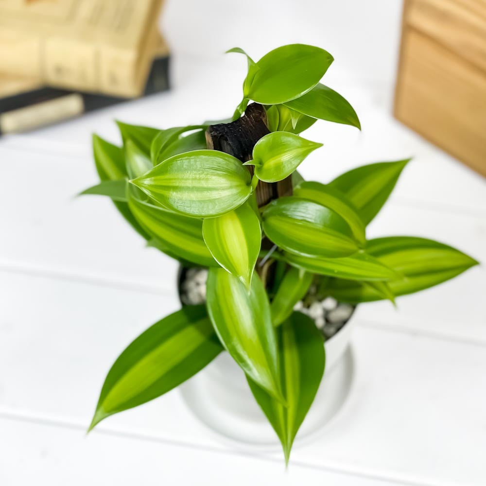 PLANCHU 観葉植物 バニラの木 3.5号鉢 受け皿付き 育て方説明書付き Vanilla planifolia 洋ラン
