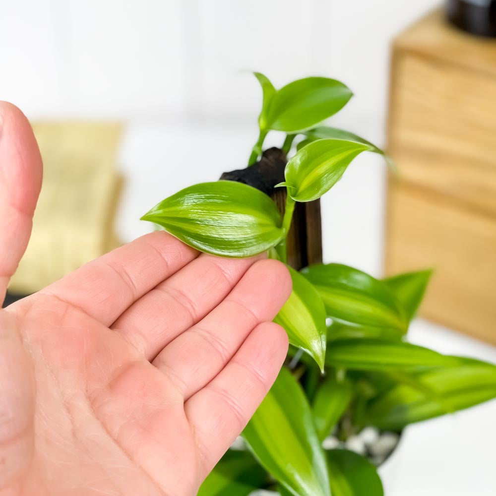 PLANCHU 観葉植物 バニラの木 3.5号鉢 受け皿付き 育て方説明書付き Vanilla planifolia 洋ラン